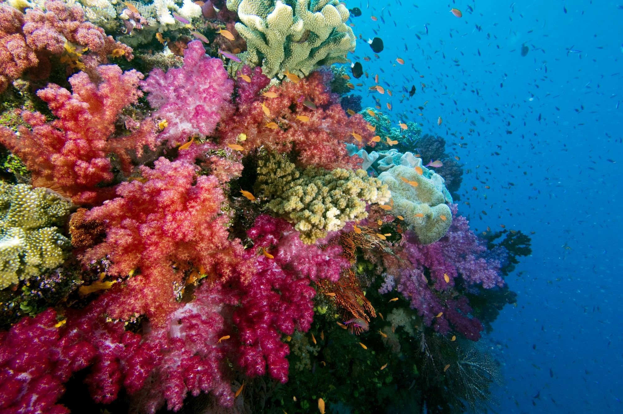 Jean-Michel Cousteau Resort Fiji Savusavu Exterior foto